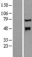 POGLUT1 Protein (Over-Expression Lysate Myc-DDK (Flag))