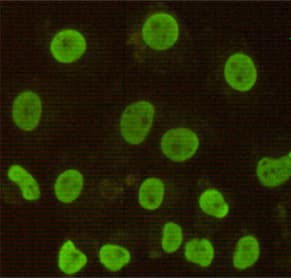 Monoclonal Mouse anti-Human CDX2 Antibody (WB)