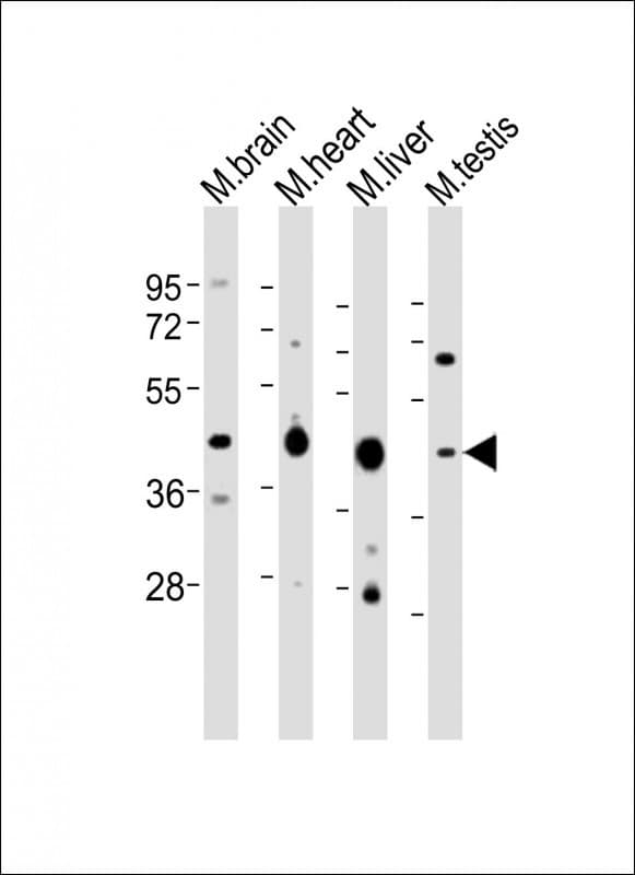 Polyclonal Rabbit anti-Mouse UTF1 Antibody (aa296-329, WB)
