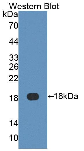 I-BABP / FABP6 Antibody (FITC)