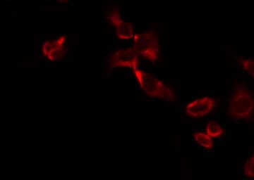 MRPL13 Antibody
