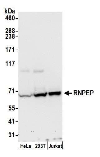 RNPEP Antibody (aa600-650)