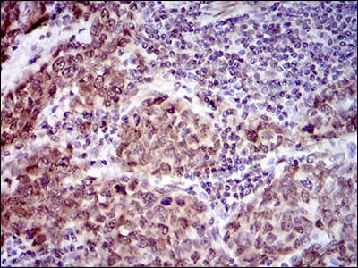 Monoclonal Mouse anti-Human NCLN Antibody (clone 9C8G10, aa249-405, IHC, IF, WB)