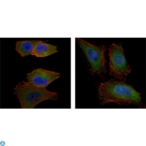 AKT2 Antibody