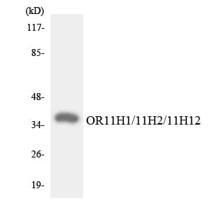 OR11H1+2+12 Antibody (aa258-307)