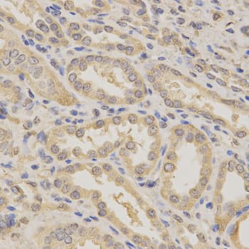 BCL2L1 / BCL-XL Antibody