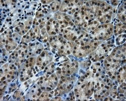 PTPRE / PTP Epsilon Antibody (clone OTI3H8)