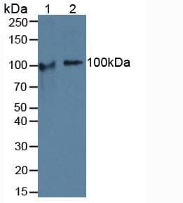 COMP / THBS5 Antibody (aa123-240, APC)