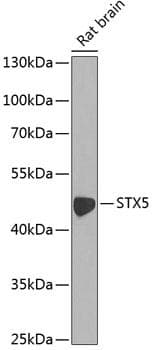 STX5 / Syntaxin 5 Antibody