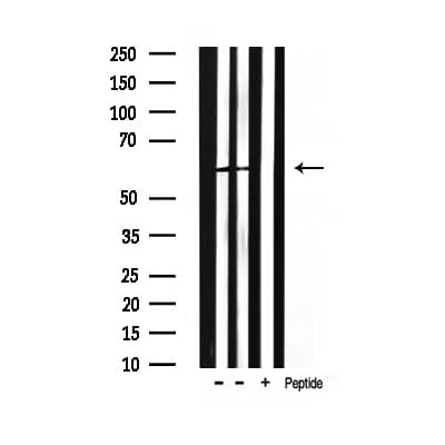 HDAC2 Antibody (phospho-Ser394)