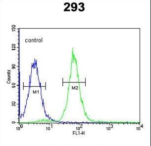RD / PHYH Antibody (aa59-87)