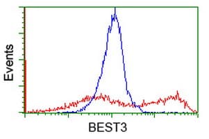 VMD2L3 / BEST3 Antibody (clone OTI3D7)