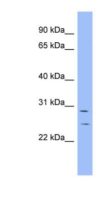HEY1 Antibody (aa35-84)