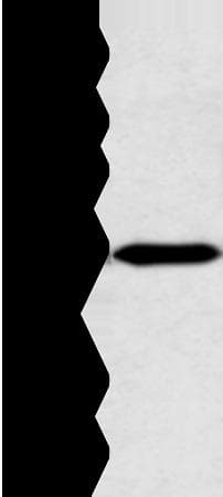ZNF239 Antibody