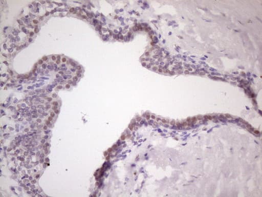 Monoclonal Mouse anti-Human MKX Antibody (clone OTI6A12, IHC, WB)