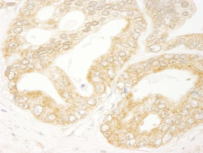 EIF4H Antibody (aa198-248)