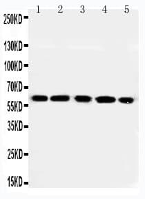 RGS14 Antibody (aa359-372)