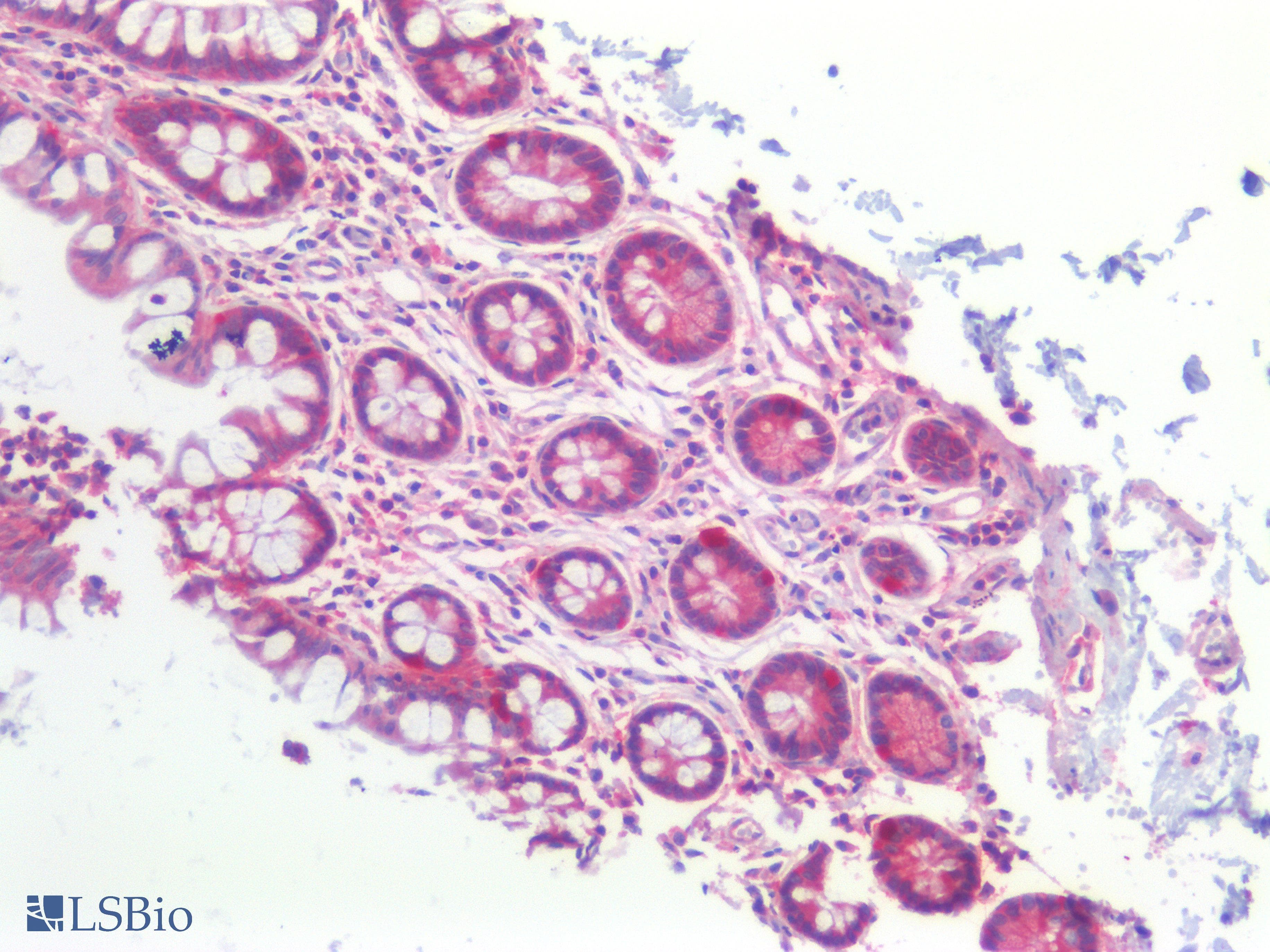 Monoclonal Mouse anti-Human KRAS Antibody (clone 2C1, Carrier-free, WB)