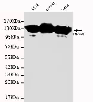 Monoclonal Mouse anti-Human HnRNP U Antibody (WB)