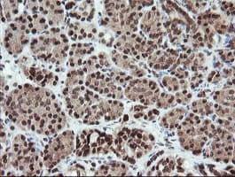 FATE1 Antibody (clone OTI1A1)
