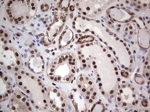 PPP1R8 / Rnase E Antibody (aa1-225, clone OTI4D5, Carrier-free)