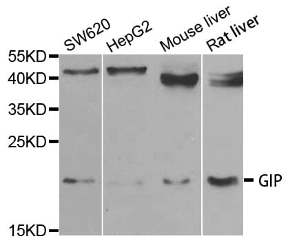 Polyclonal Rabbit anti-Human Gastric Inhibitory Peptide Antibody (IHC, IF, WB)