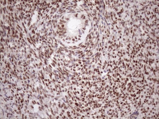 TCEAL1 Antibody (clone OTI2G10)