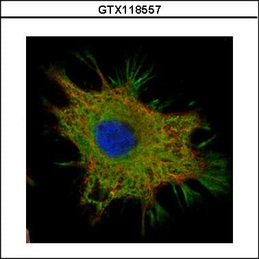 CCDC50 Antibody