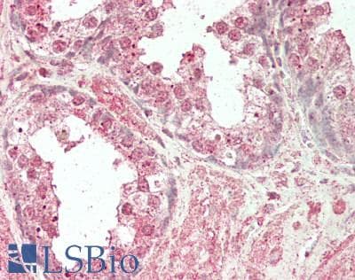 IHC-plus™ BTEB / KLF9 Antibody (clone 1H5)