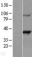 RASSF1 / RASSF1A Protein (Over-Expression Lysate Myc-DDK (Flag))