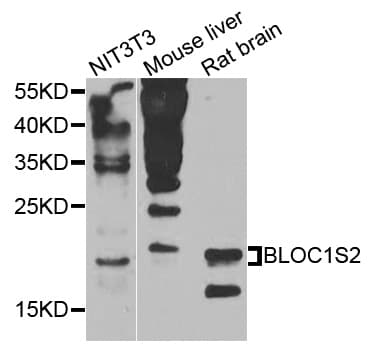BLOC1S2 Antibody
