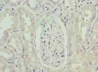 PAH Antibody
