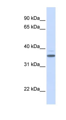 D-Binding Protein / DBP Antibody (aa216-265)