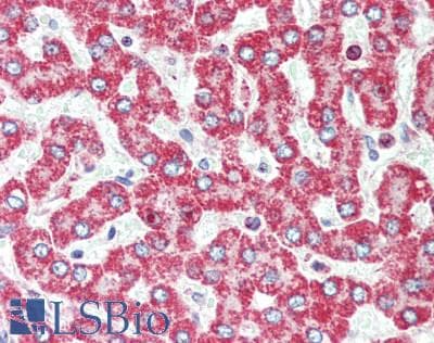 IHC-plus™ HSD17B8 / RING2 Antibody