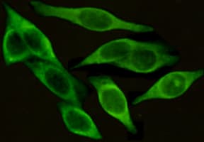 ICAM-1 / CD54 Antibody