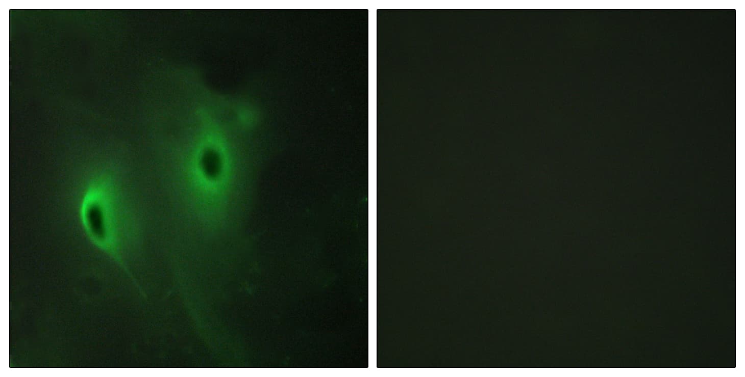 IHC-plus™ Polyclonal Rabbit anti-Human DUSP9 Antibody (aa151-200, IHC, IF, WB)