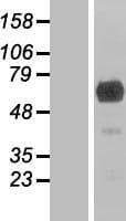 ARHGEF25 / GEFT Protein (Over-Expression Lysate Myc-DDK (Flag))
