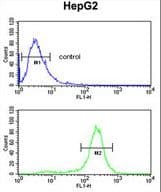 MASTL / GW Antibody