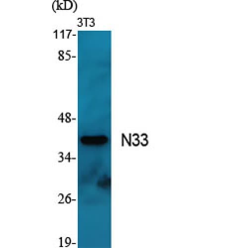 TUSC3 Antibody (100-180 aa, Internal)