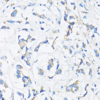SMAD3 Antibody