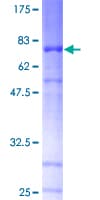 Human NTNG1 / Netrin G1 Protein (Recombinant GST)