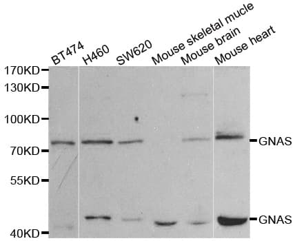GNAS Antibody