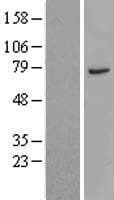 CTTNBP2NL Protein (Over-Expression Lysate Myc-DDK (Flag))