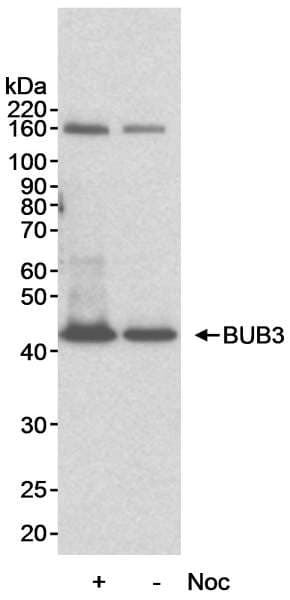 BUB3 Antibody (aa275-325)