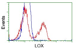 Monoclonal Mouse anti-Human LOX / Lysyl Oxidase Antibody (clone OTI6B11, IHC, IF, WB)