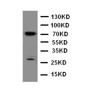 Polyclonal Rabbit anti-Human HIF3A / HIF3-Alpha Antibody (aa497-514, WB)
