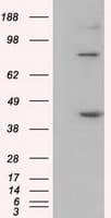 DDX39B / UAP56 Antibody (clone OTI2C5)
