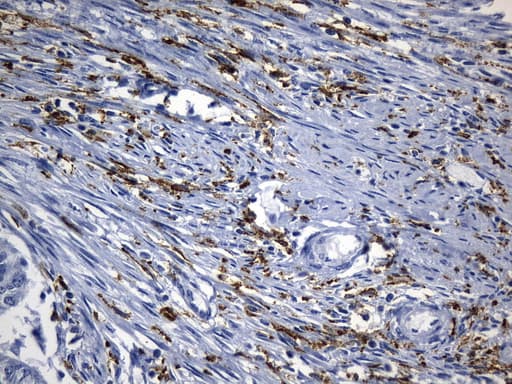 Monoclonal Mouse anti-Human MSR1 / CD204 Antibody (clone UMAB246, Carrier-free, aa197-451, IHC)