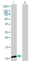 GTF2A2 / TFIIA Antibody (clone 2B9)