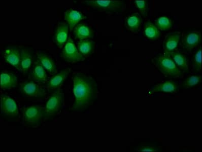 Polyclonal Rabbit anti-Human NPHP4 Antibody (IHC, IF)